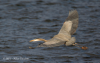 Grey Heron - #WB027
