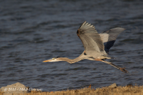 Grey Heron - #WB026