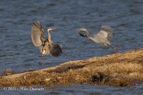 Grey Herons fighting - #WB024