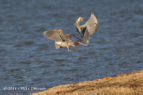 Grey Herons fighting - #WB025