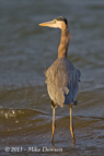 Grey Heron - #WB021