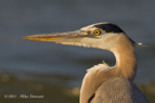 Grey Heron - #WB023