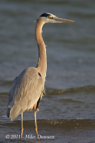 Grey Heron - #WB022