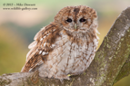 Cute Tawny Owl - #OW022