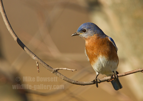 Male Bluebird - #GB133