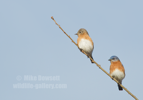 Pair of Bluebirds - #GB134