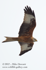 Red Kite in flight - #RK030