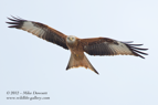 Red Kite in flight - #RK025