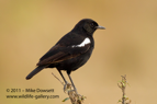 Sooty Chat - #GB050