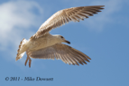 Juvenile Gull close-up - #WB043
