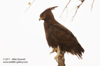 Brown Snake Eagle - #032