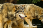 Beautiful Wolves - #WL051