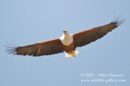 African Fish Eagle - #033