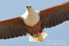African Fish Eagle - #034