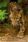 A Clouded Leopard - #WL057