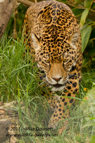 Jaguar on the prowl - #WL056