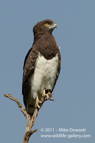 Black Chested Snake Eagle - #031
