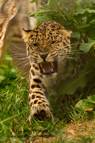 Attack, Amur Leopard - #WL054