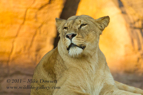 Sleepy Lioness - #WL053
