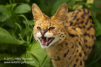 Serval Cat hissing - #WL055