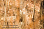 Juvenile White Tailed Buck - #DR056