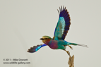 Lillac Breasted Roller - #GB0048