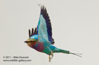 Lillac Breasted Roller - #GB0049