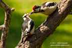 GSW, feeding juvenile - #GB036