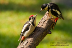GSW, feeding juvenile - #GB035