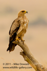 Masai Mara Tawny Eagle - #EG030