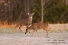 A couple ? White Tailed Deer - #DR051
