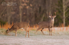 Frosty White Tailed Deer - #043