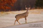 Danger, a White Tailed Buck crossing - #DR050