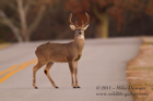 White Tailed Buck - #DR052