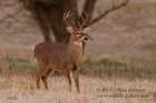 White Tailed Buck - #DR053