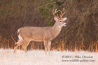 White Tailed Buck on a frosty morning - #DR047