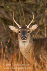 Juvenile White Tailed Buck - #DR049