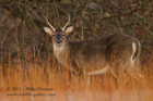 Juvenile White Tailed Buck - #DR055