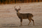 White Tailed Buck - #DR054