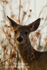 White Tailed Doe - #DR048