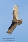 Vulture in flight - #RA031