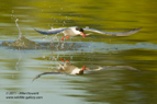 Common Turn with fish - #WB042