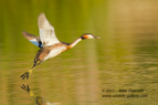Great Crested Grebe in flight - #WB041