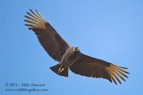 Vulture in flight - #RA033