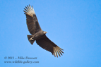 Vulture in flight - #RA032