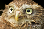 Little Owl close up - #OW021