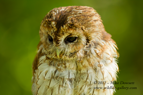 Tawny Owl close up - #OW027