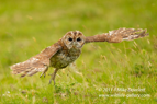 Tawny Owl in flight - #OW030