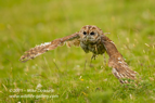 Tawny Owl in flight - #OW031