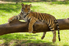 Comfy Indian Tiger #WL052